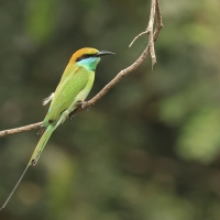 Żołna wschodnia - Green Bee-eater