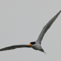 Rybitwa indyjska - River Tern