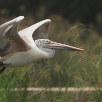 Pelikan indyjski - Spot-billed Pelican