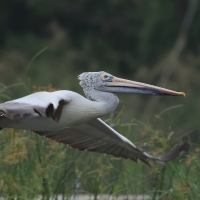 Pelikan indyjski - Spot-billed Pelican
