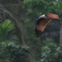 Kania bramińska- Brahminy Kite