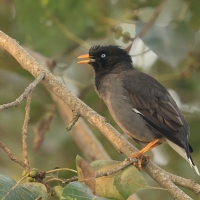 Majna szara - Jungle Myna