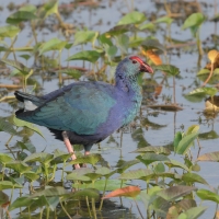 Modrzyk siwogłowy - Grey-headed Swamphen