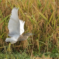 Czapla siodłata - Indian Pond-Heron