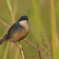 Prinia indyjska - Ashy Prinia