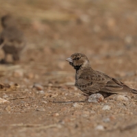 Pustynka szarawa - Ashy-crowned Sparrow Lark