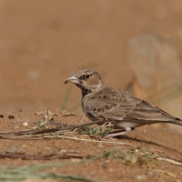 Pustynka szarawa - Ashy-crowned Sparrow Lark
