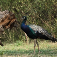 Paw indyjski - Indian Peafowl