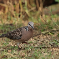 Synogarlica perłoszyja - Spotted Dove