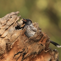Bilbil czerwonoplamy - Red-vented Bulbul
