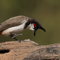 Bilbil zbroczony - Red-whiskered Bulbul