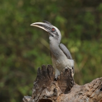 Dzioborożec indyjski - Indian Grey-Hornbill