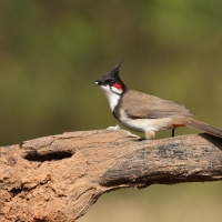 Bilbil zbroczony - Red-whiskered Bulbul