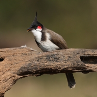 Bilbil zbroczony - Red-whiskered Bulbul