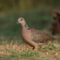 Synogarlica perłoszyja - Spotted Dove