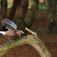 Sójka - Eurasian Jay