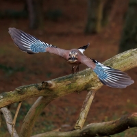 Sójka - Eurasian Jay