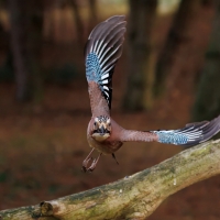 Sójka - Eurasian Jay