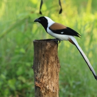 Srokówka białobrzucha - White-bellied Treepie