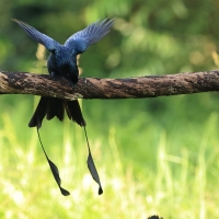 Dziwogon rajski - Greater Racket-tailed Drongo