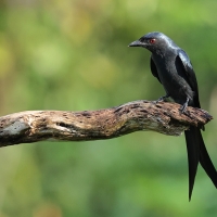 Dziwogon popielaty - Ashy Drongo