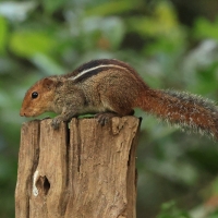 Pasecznik trójpręgi - Jungle palm squirrel