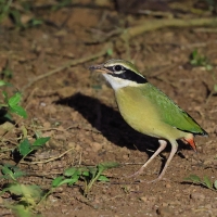 Kurtaczek bengalski - Indian Pitta