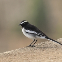 Pliszka żałobna - White-browed Wagtail