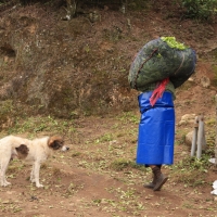 Strój do zbierania herbaty