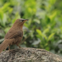 Tymal rudogrzbiety - Rufous Babbler