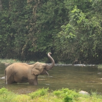 Słoń w parku w okolicy Kothamangalam