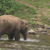 Słoń w parku w okolicy Kothamangalam