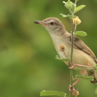 Prinia płowa - Plain Prinia