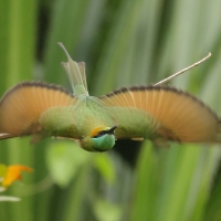 Żołna wschodnia - Green Bee-eater