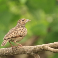 Skowroniec indyjski - Jerdon's Lark