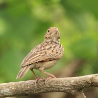 Skowroniec indyjski - Jerdon's Lark
