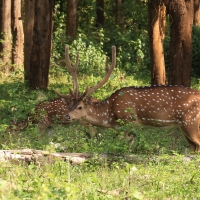 Aksis czytal - Chital