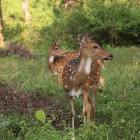Aksis czytal - Chital