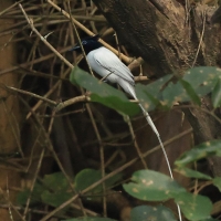 Muchodławka rajska - Indian Paradise-flycatcher