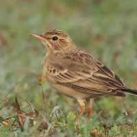 Świergotek polny - Tawny Pipit
