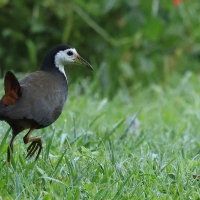 Bagiewnik białopierśny - White-breasted Waterhen