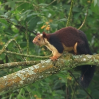 Wiewióra dekańska - Indian giant squirrel