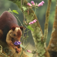 Wiewióra dekańska - Indian giant squirrel