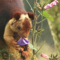 Wiewióra dekańska - Indian giant squirrel