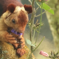 Wiewióra dekańska - Indian giant squirrel