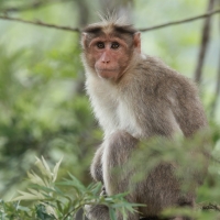 Makak czepkowy - Bonnet macaque
