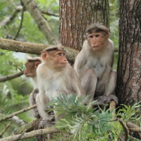 Makak czepkowy - Bonnet macaque