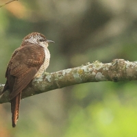 Kukułka jarzębata - Banded Bay Cuckoo
