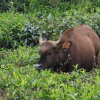 Gaur