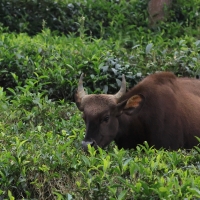 Gaur indyjski - Gaur